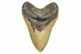 Serrated, Fossil Megalodon Tooth - Huge NC Meg #299010-1